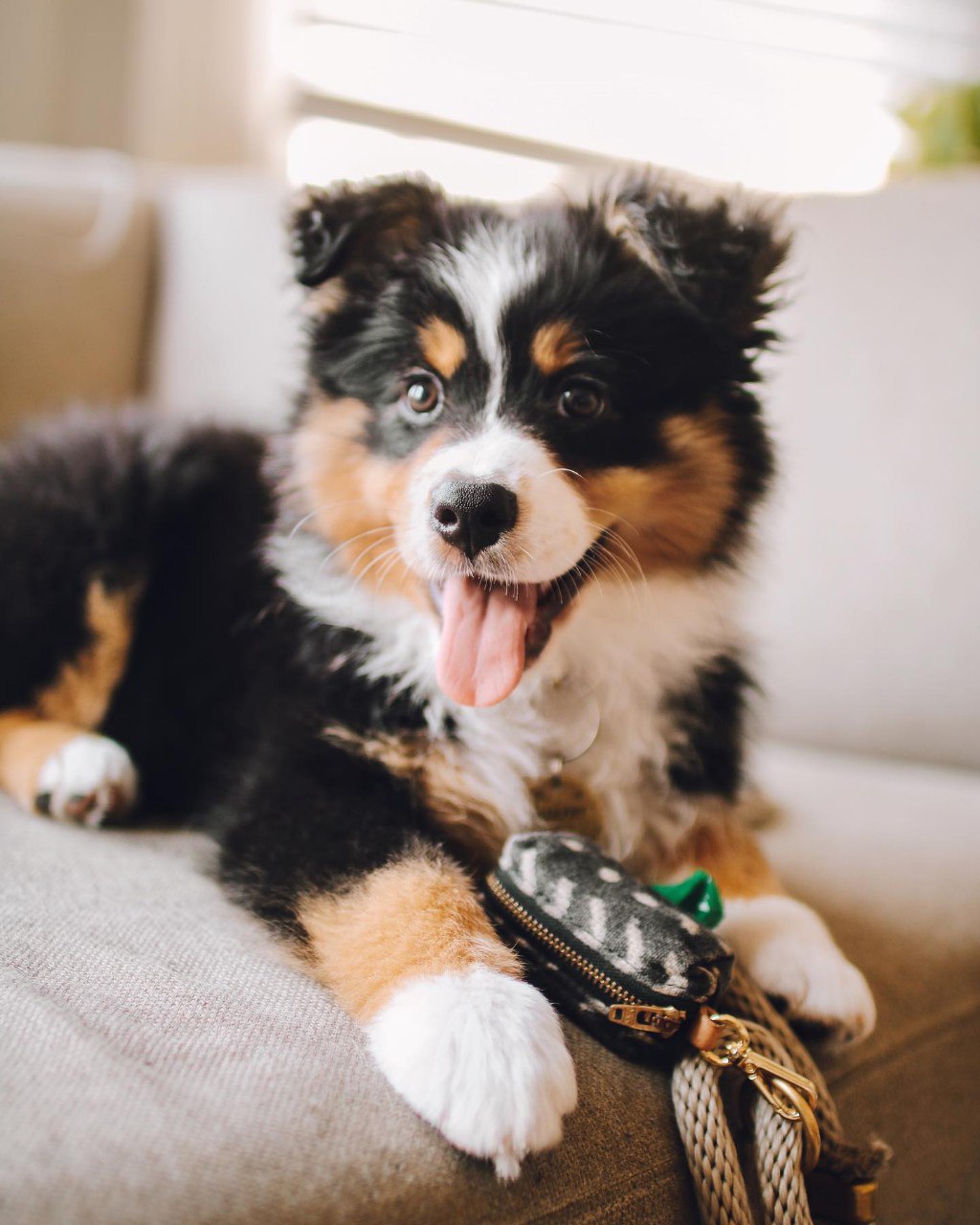 Murphy - Australian Shepherd Puppy